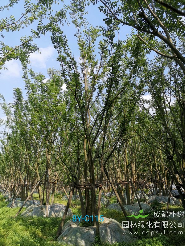 二十五公分的朴树价格，成都二十五公分的朴树基地