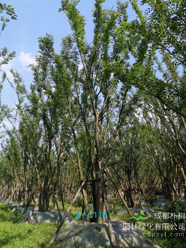 供应各种朴树，朴树价格表，2019年朴树价格