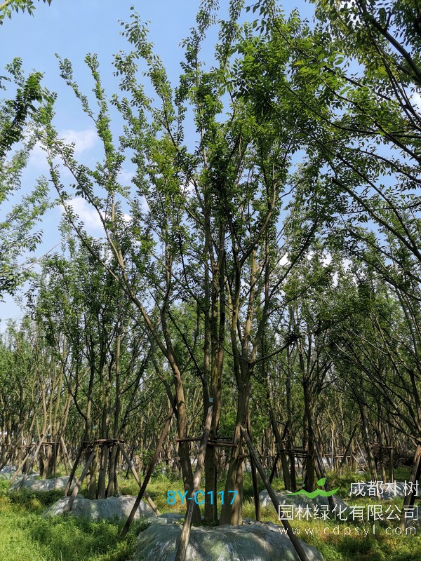 多杆朴树的价格行情，多杆朴树哪儿有卖？