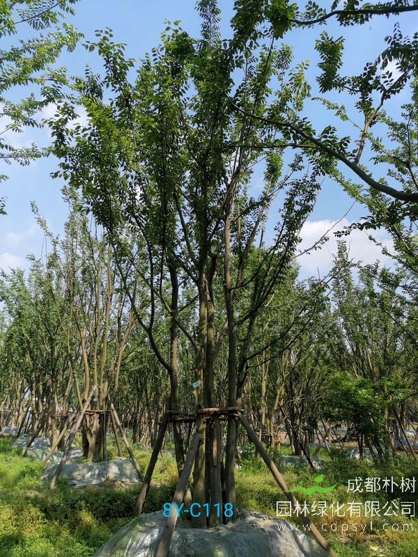 丛生朴树价格6800元，朴树价格表，2019年最新朴树价格