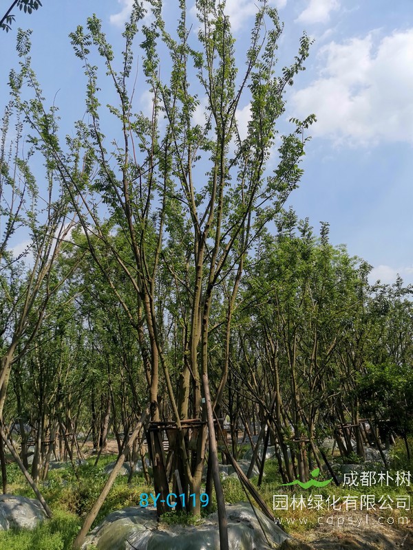 米径40公分多少钱，40公分朴树在哪里买便宜？