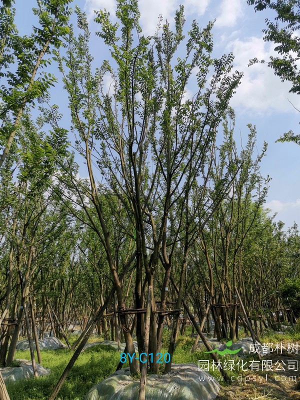 米径29公分朴树价格，米径29公分朴树哪儿有卖？