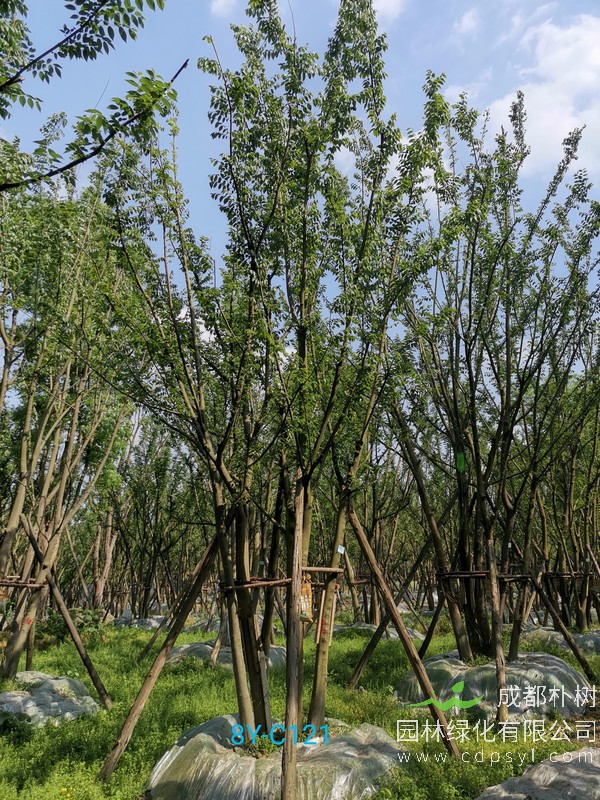 米径20-40公分野生朴树价格是多少，成都哪里有朴树基地可以买？