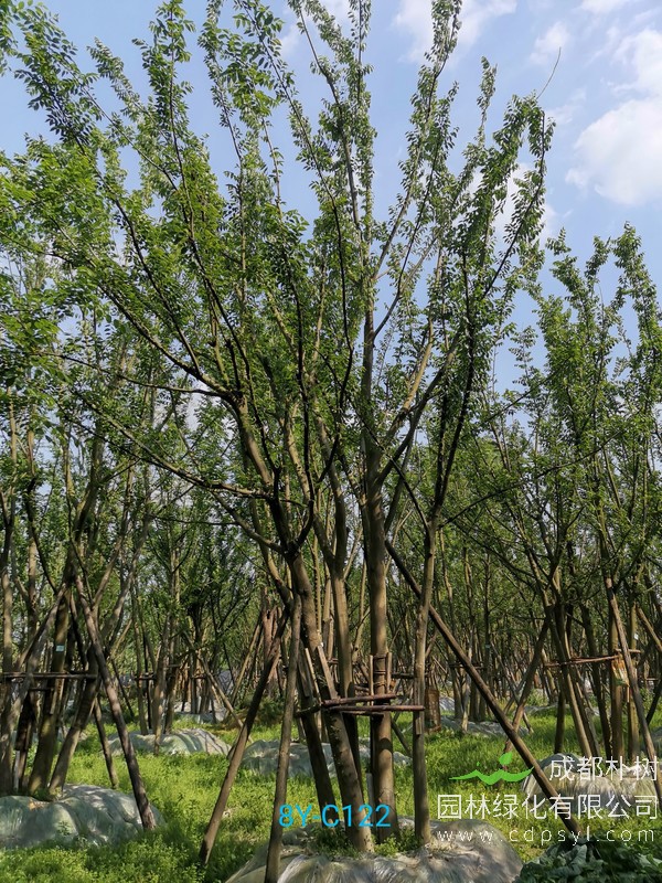 50公分丛生朴树价格是多少？50公分丛生朴树哪儿有卖？