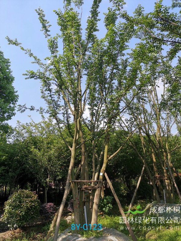 朴树直径20公分价格：直径20公分的朴树多少钱？