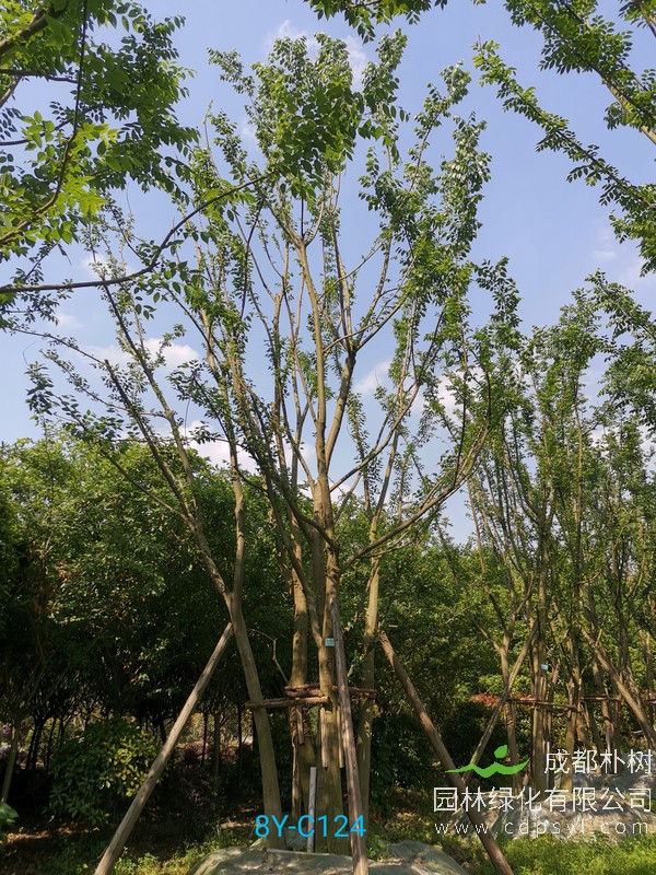 朴树直径50公分价格：直径50公分的朴树多少钱？