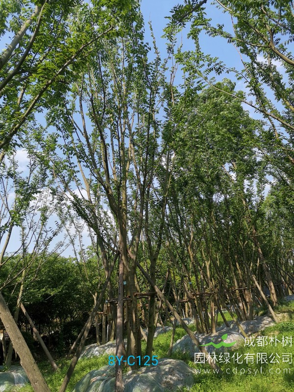 50公分朴树价格，50公分朴树哪儿买？