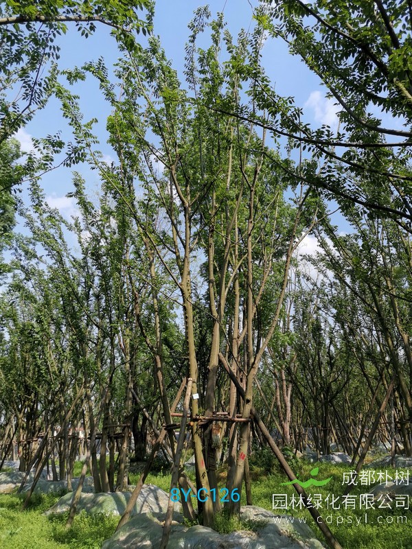 三杆朴树多少钱？三杆朴树什么价格？