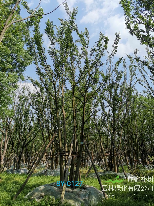 最新朴树价格，2019年哪里买朴树最便宜？