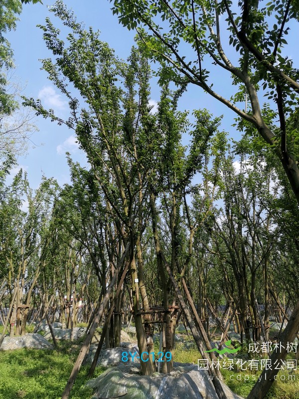 10公分朴树最新价格，大朴树最新价格