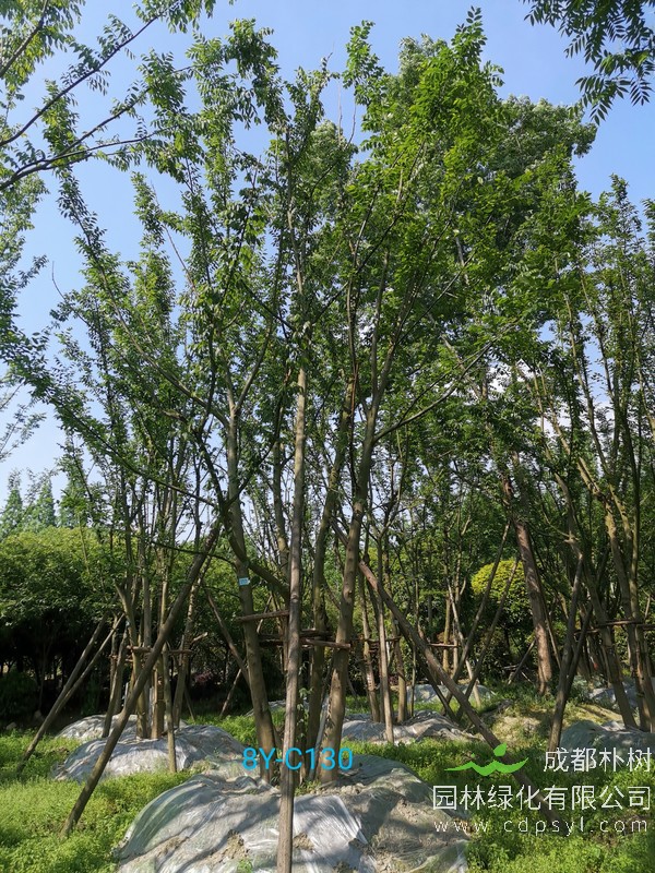 400公分朴树价格是多少，400公分朴树存在吗？