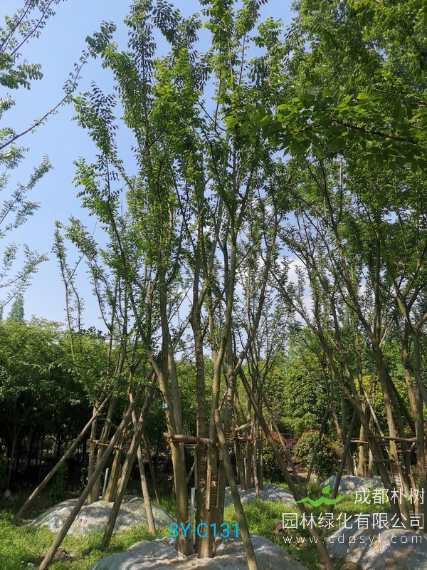 38公分朴树价格，38公分朴树哪儿买？