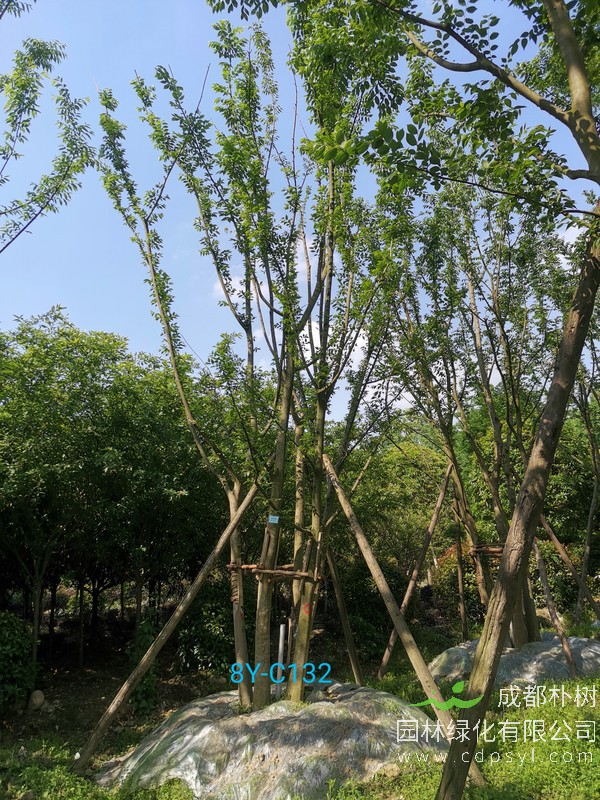 50公分的朴树价格：上车价32500元