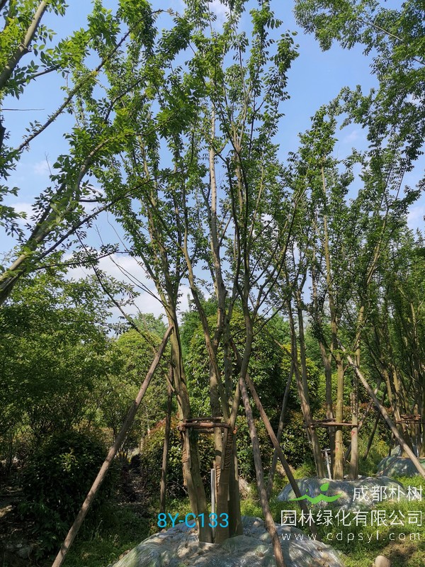 35cm朴树价格表，35cm朴树怎么选？