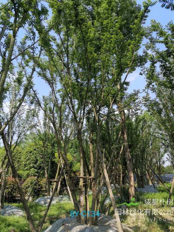 最新的50公分拼栽朴树价格表