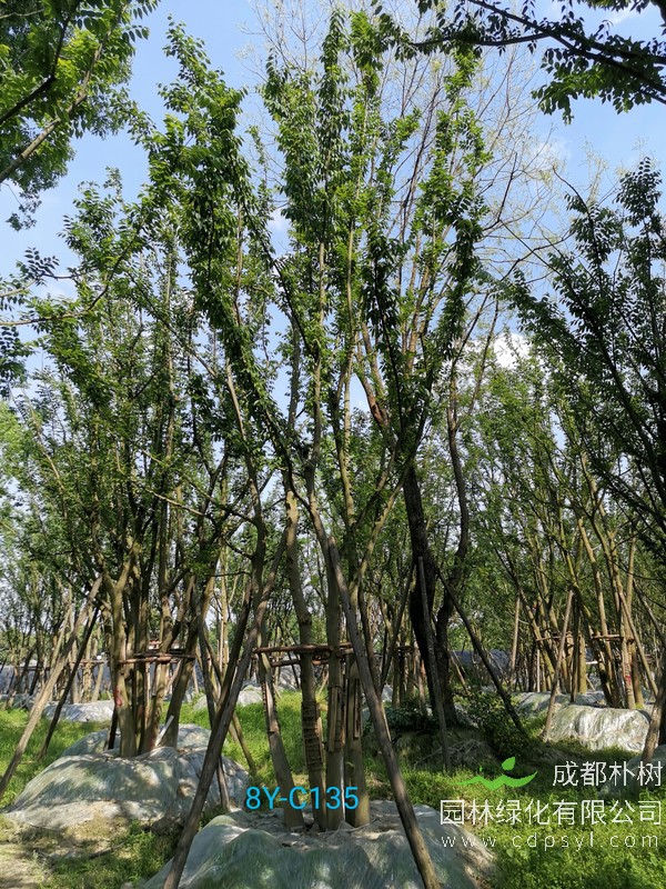 最新的50公分拼栽朴树价格表