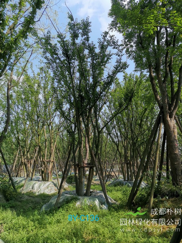 50公分原生丛生朴树最新价格表