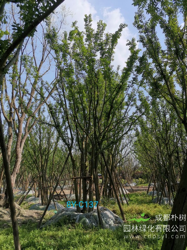 怎样区别朴树和栾树？