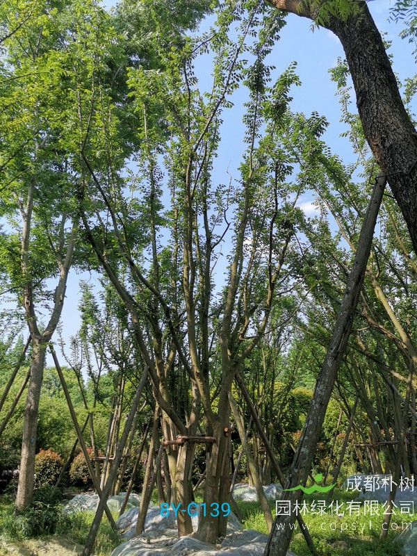 榆树和朴树怎么区别？