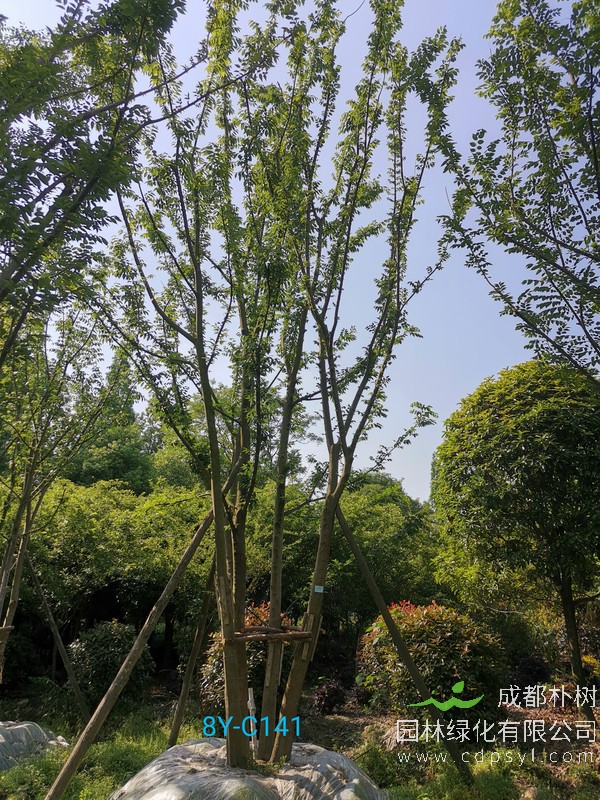 榉树和朴树有什么区别？