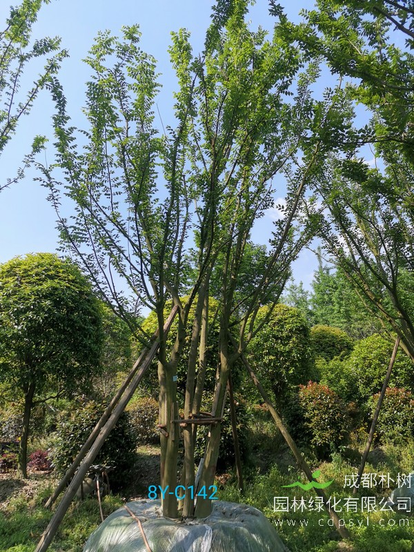 朴树怎么繁殖、浇水、施肥、几月开花以及寓意与象征