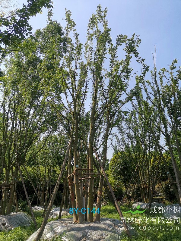 朴树怎么繁殖、浇水、施肥、几月开花以及寓意与象征