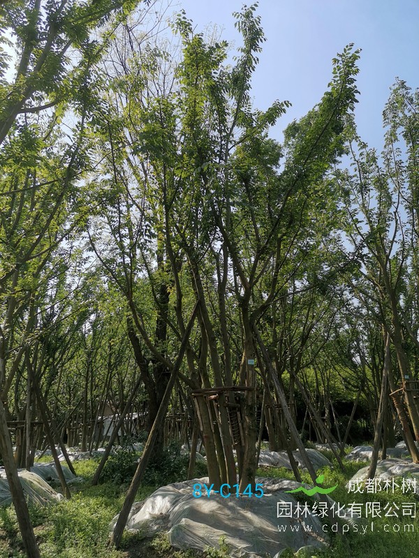 朴树怎么繁殖、浇水、施肥、几月开花以及寓意与象征