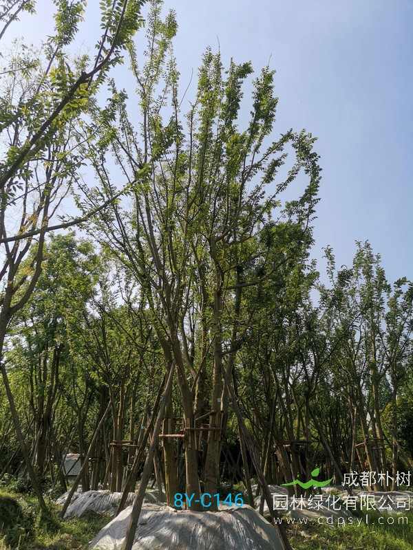 观景类朴树的常见养殖技术和技巧