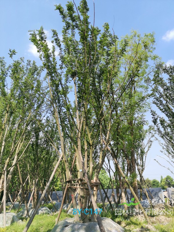 成都朴树苗木分支点是什么意思？成都哪儿有丛生朴树基地？