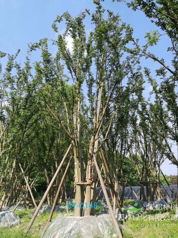 朴树种植 朴树栽培