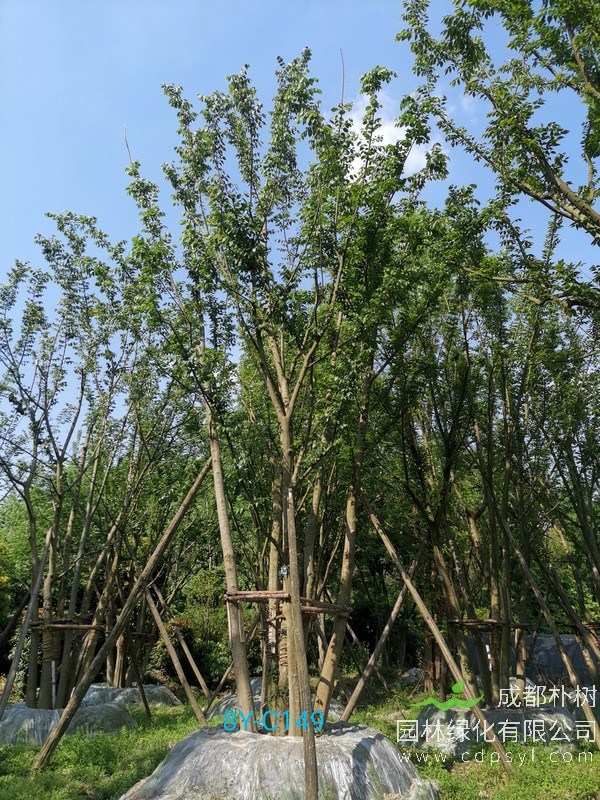 什么是朴树移栽苗？朴树移栽了有哪些好处？