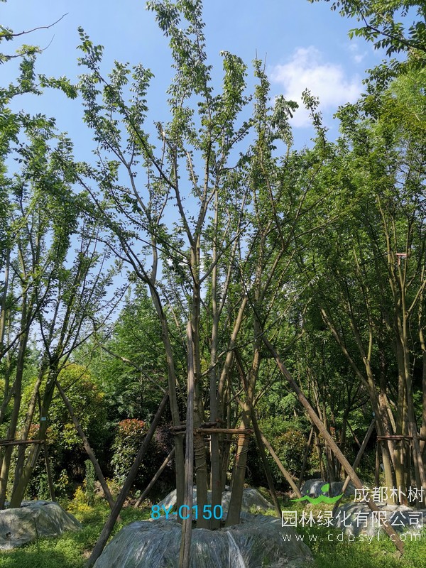 成都朴树园林：丛生朴树怎么算价格？