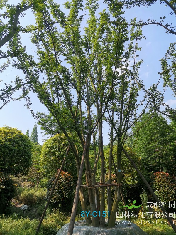 朴树野生桩的采挖时间，野生朴树什么时候采挖？
