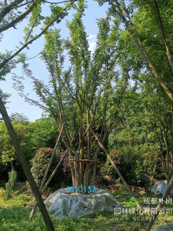 朴树几月挖最好，移栽朴树一般几月可以挖？