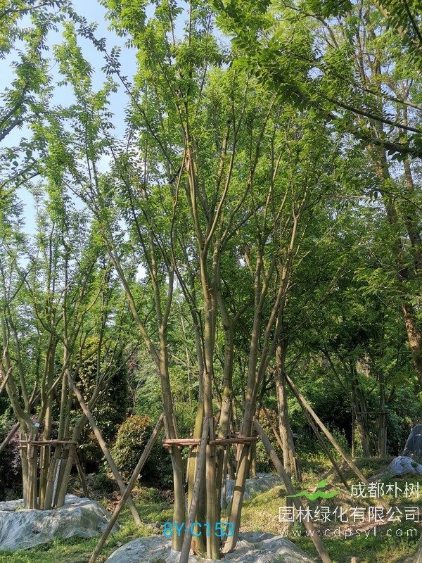 朴树一般能长多高？