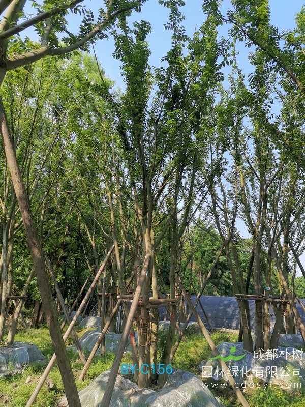 简述朴树的市场需求及特点