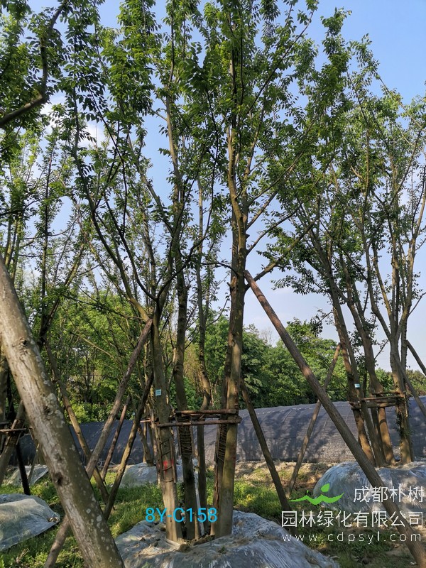 朴树常见的病虫害以及治理方法