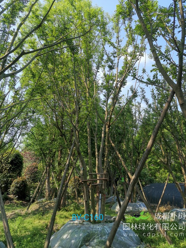 朴树的种植条件介绍与养护方法说明