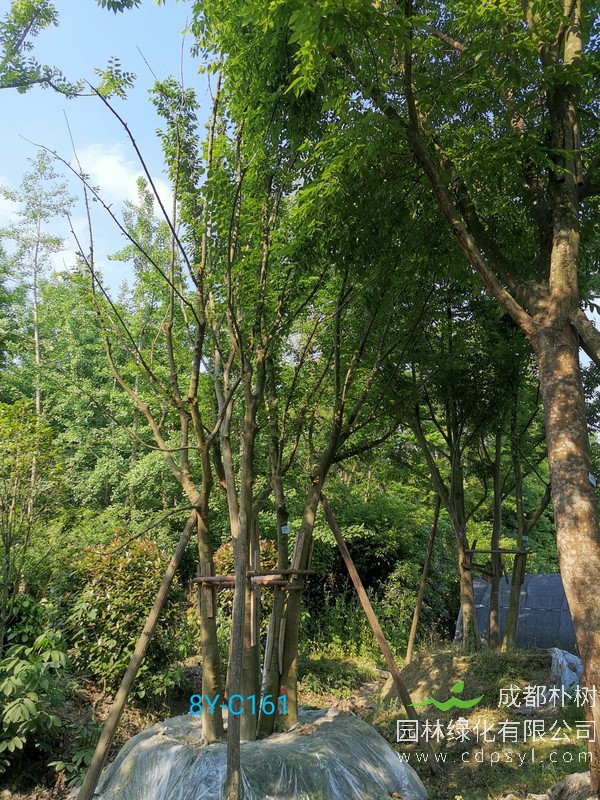 朴树的种植条件介绍与养护方法说明