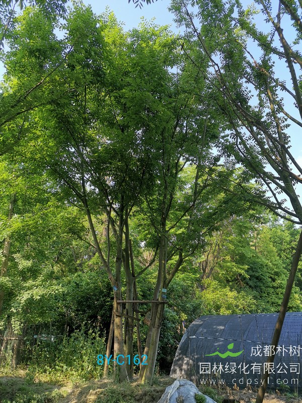 朴树的种植培育应该注意哪些问题？