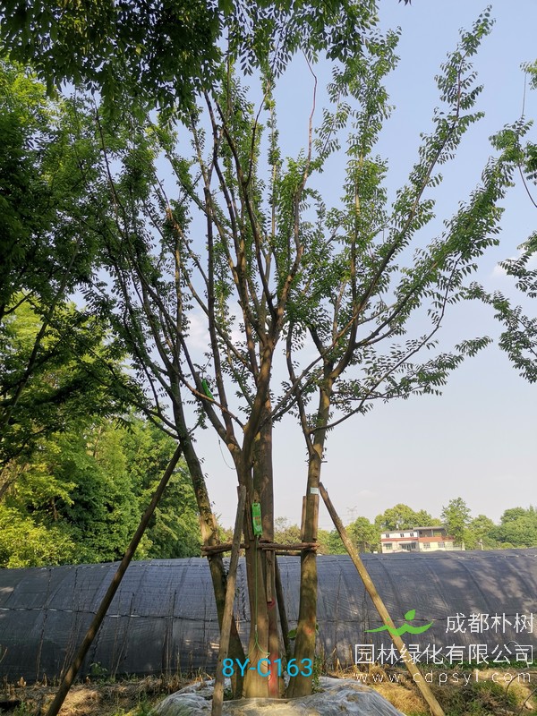 朴树的种植培育应该注意哪些问题？