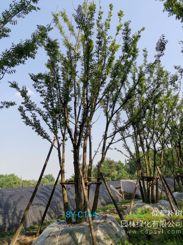 朴树的种植培育应该注意哪些问题？