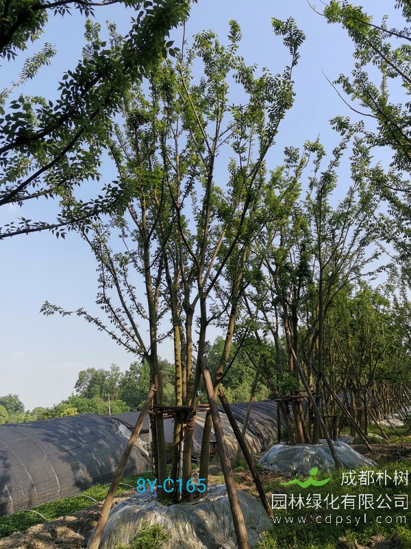 新移栽的朴树大树应该如何养护？