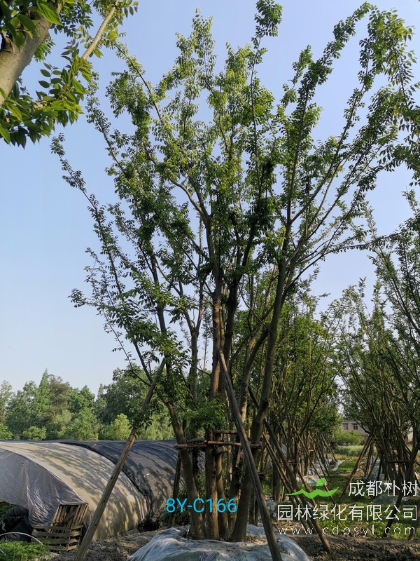 朴树的日常养护要点，朴树盆景的养护知识有哪些？