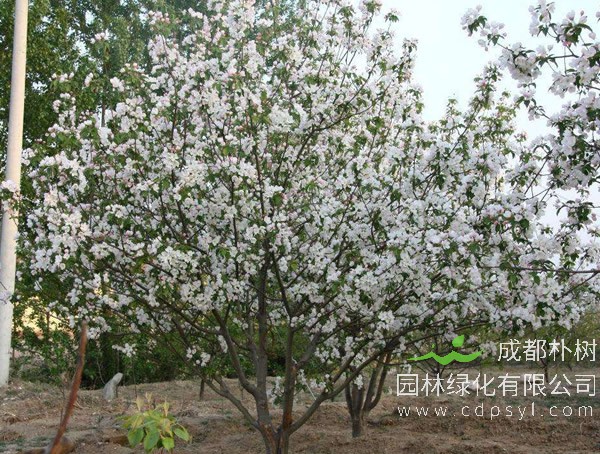 10公分八棱海棠树价格是多少？