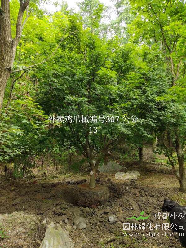 鸡爪槭最新价格，最新鸡爪槭大树价格