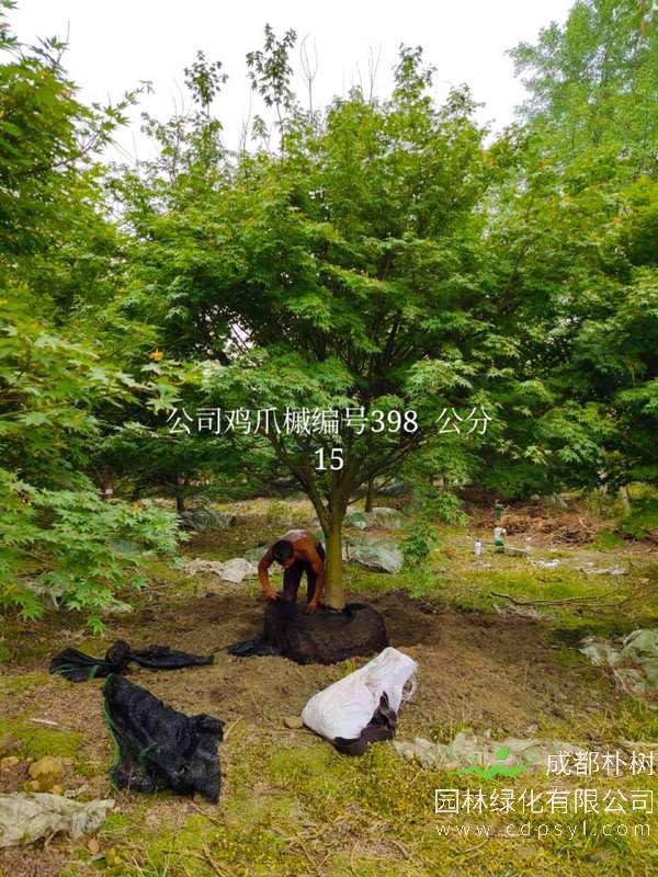 胸径15公分的鸡爪槭多少钱，胸径15公分鸡爪槭产地在哪儿？