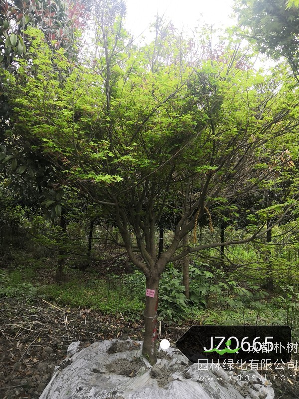 4200元，鸡爪槭14公分多少钱，14公分鸡爪槭产地在哪儿？