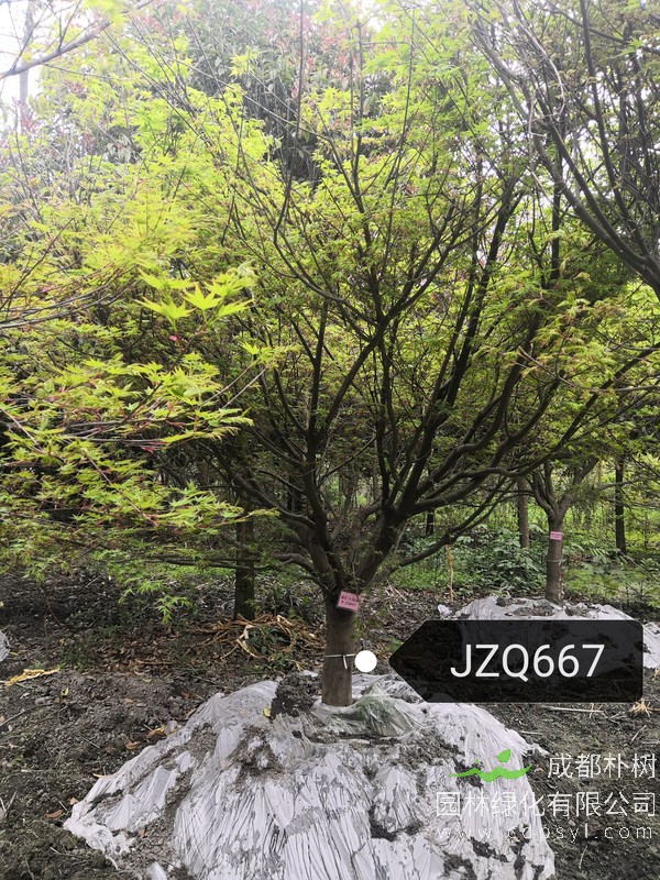 13公分鸡爪槭多少钱，13公分鸡爪槭产地在哪儿？