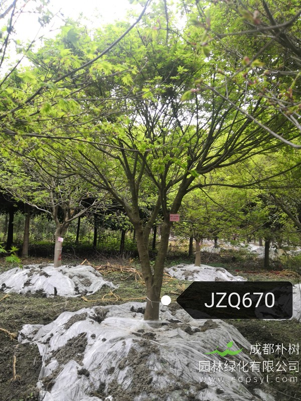 2400元的鸡爪槭在哪儿买？2400元能够买到多少公分的鸡爪槭